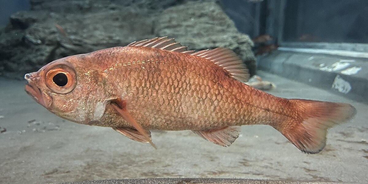 アカムツ(ノドグロ)